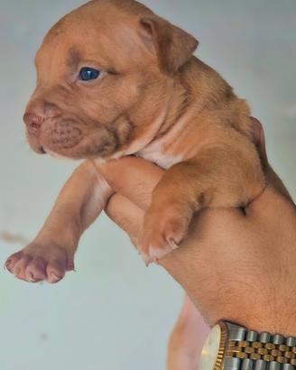 Pitbull UKC