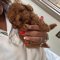 Barboncini fulvi Toy