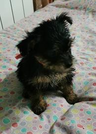 Yorkshire cuccioli frosinone 3274283291