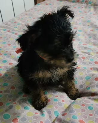 Yorkshire cuccioli frosinone 3274283291