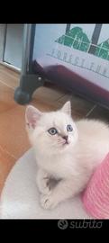 Cuccioli scottish fold e straight