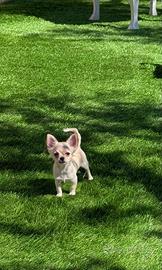 Chihuahua cucciolo