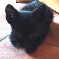Gattino da adottare