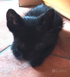 Gattino da adottare