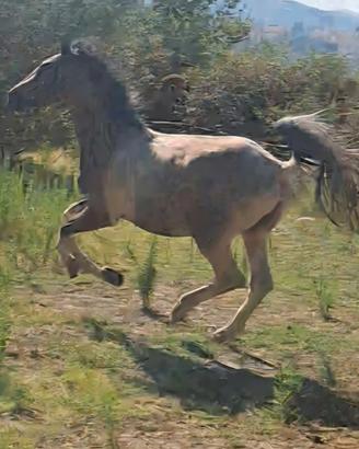 Cavallo buono