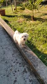 Cuccioli di maltese