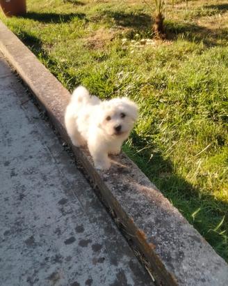 Cuccioli di maltese