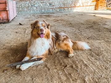 cane da pastore australiano mix di alano