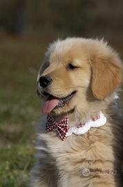 Golden Retriever americano alta genealogia cucciol
