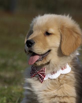 Golden Retriever americano alta genealogia cucciol