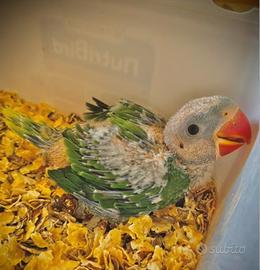 Pulli grande alessandrino