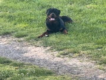 Rottweiler di razza
