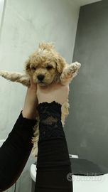 Cuccioli barboncino nano