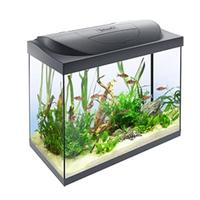 Acquario per pesci ornamentali