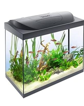 Acquario per pesci ornamentali