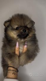 Spitz pomerania