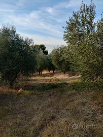 Uliveto via tiburtina