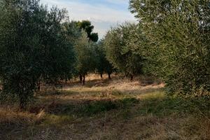 Uliveto via tiburtina