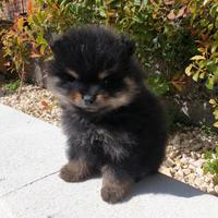 Spitz nano di Pomerania