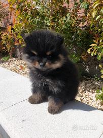 Spitz nano di Pomerania