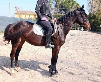 S.I. cavalla del 2021