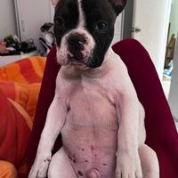 Bulldog per accoppiamento