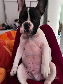 Bulldog per accoppiamento