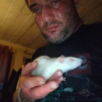 Cavie bianche nate da poco. Questi sono i genit