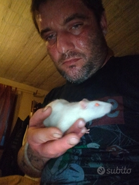 Cavie bianche nate da poco. Questi sono i genit