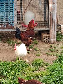 Galli di razza grande e medio piccola