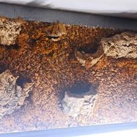 Quadro in sughero per piante 