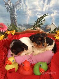 Flick e Flock Due Maschietti Biewer Yorkshire