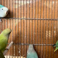 Inseparabili