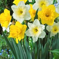 narcisi fiori mix 