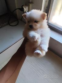 volpini di Pomerania mini
