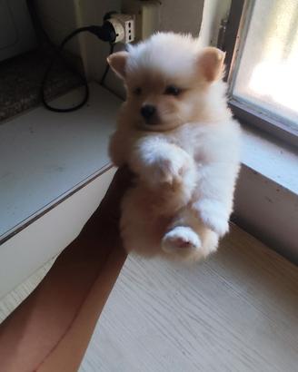 volpini di Pomerania mini