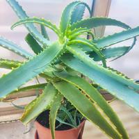 aloe alberato
