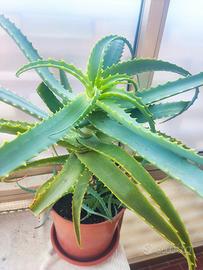 aloe alberato
