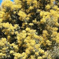 Mimosa 