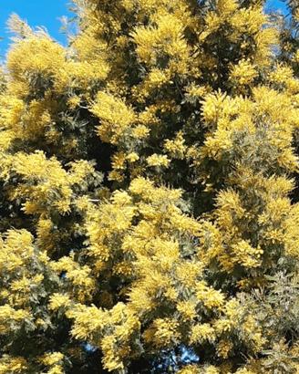 Mimosa 