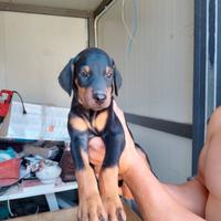 Cuccioli di dobermann