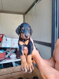 Cuccioli di dobermann