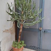 enorme pianta grassa,euphorbia candelabro