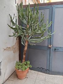 enorme pianta grassa,euphorbia candelabro