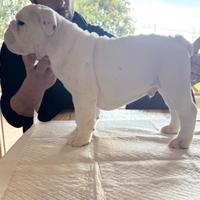 Cucciolo di bulldog inglese
