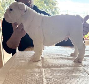 Cucciolo di bulldog inglese