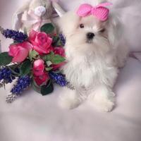 Maltese coreana femminuccia