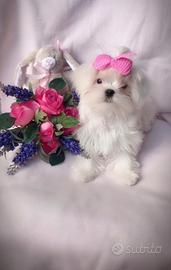 Maltese coreana femminuccia