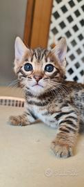 Gattini Bengal 1,5 mesi dolcissimi