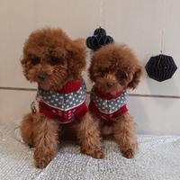 Cuccioli di barboncino toy